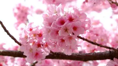 Photo of flor de cerejeira