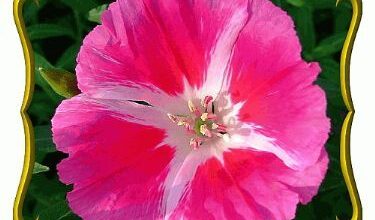 Photo of Flor de Cetim, Godetia, Clarkia