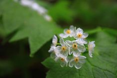 Photo of Flor de Duende Warleyense