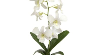 Photo of Flor de laranjeira, pomba orquídea