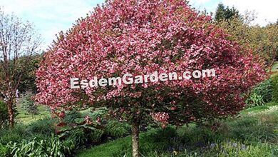 Photo of Flor de macieira, macieira ornamental