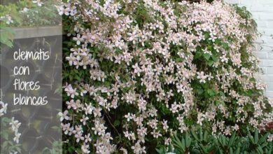 Photo of Flor pequena Clematis