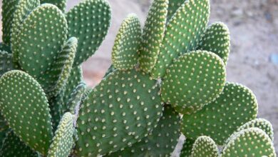 Photo of Flor subterrânea vermelha Opuntia