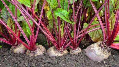 Photo of Floração da planta da beterraba: como evitar o aparafusamento da beterraba