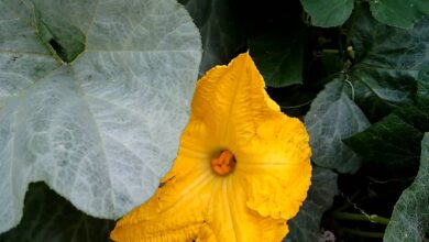 Photo of Flores de abóbora caindo da videira