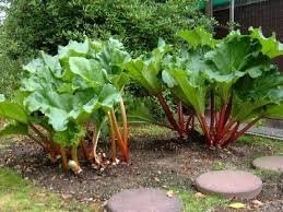 Photo of Flores de ruibarbo: O que fazer quando o ruibarbo vai para a semente