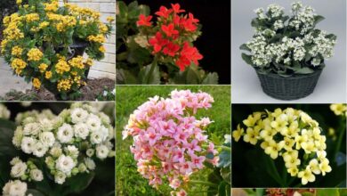 Photo of Florescendo o Kalanchoe