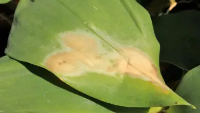 Photo of Folhas amarelas na planta de oração