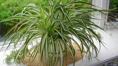 Photo of Folhas da planta aranha amarela