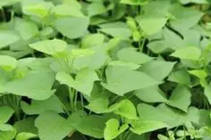 Photo of Folhas da videira da batata: As folhas da batata doce são comestíveis?