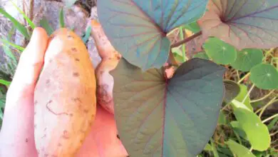 Photo of Folhas de Batata Doce Amarela: Porque é que as folhas de batata doce ficam amarelas?