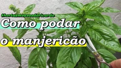 Photo of Folhas de manjericão de ameixa: Conselhos para a poda das plantas de manjericão