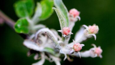 Photo of Folhas de plantas pegajosas