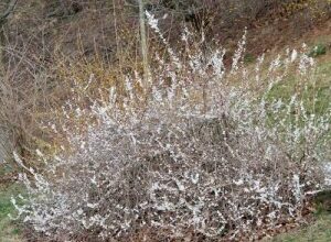 Photo of Forsythia white da Coreia, Abelia da Coreia