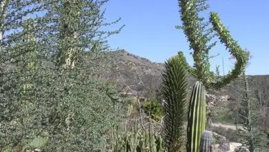Photo of Fouquieria columnaris ou Vela de Árvore