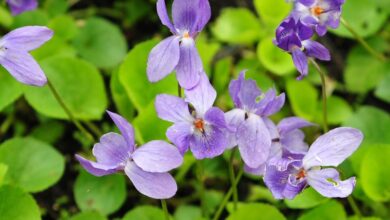 Photo of Fragrant Violet, March Violet, Berry Violet