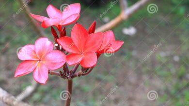 Photo of Frangipani Vermelho, Frangipani Comum, Flor do Templo