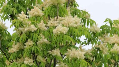 Photo of Fraxinus, Ornum ou Ash Tree Care