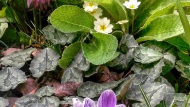 Photo of Fritillaria meleagris, uma espécie que gosta de ser acompanhada por mais…