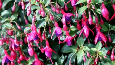 Photo of Fuchsia