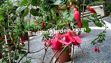 Photo of Fuchsia microphylla Fuchsia folha pequena