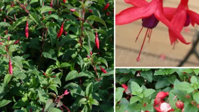 Photo of Fuchsia ou Aljaba cuidados