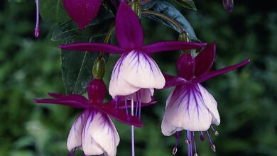 Photo of Fuchsia paniculate, Fuchsia flor lilás