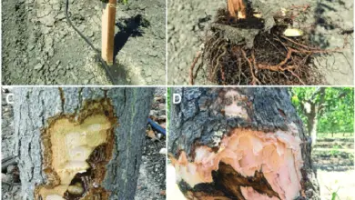 Photo of Fusarium Bark Rot