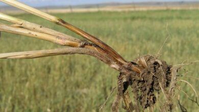 Photo of Fusarium Crown Rot Disease