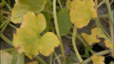 Photo of Fusarium of Cucurbits