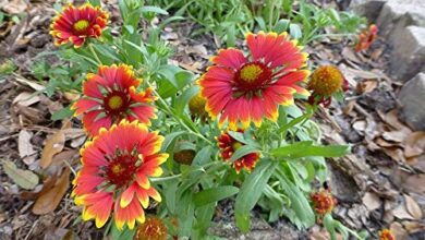 Photo of Gaillardia pulchella anual, Gaillarde pintado