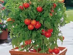 Photo of Garden Peach Tomato Care – Como cultivar um tomate de jardim e uma planta de pêssego
