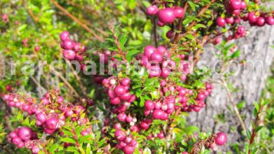 Photo of Gaultheria mucronata Gaultheria mucronata