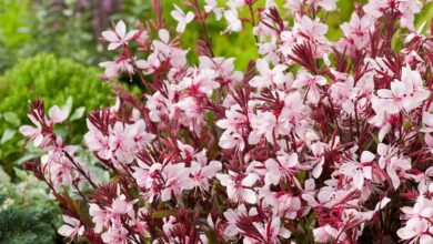 Photo of Gaura lindheimeri ou Gaura plant care