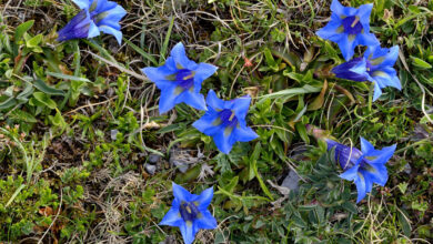 Photo of Genciana alpina cujas flores azuis não passam despercebidas.