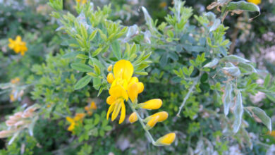 Photo of Genista maderensis Madeira de mogno