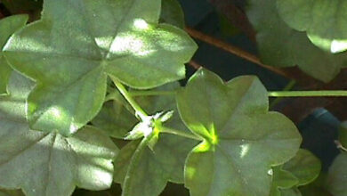 Photo of Gérânio (Pelargonium Peltatum L.)