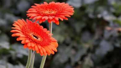 Photo of Gerbera