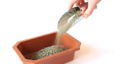 Photo of Ginseng Propagação de sementes – Dicas para o cultivo de Ginseng a partir de sementes