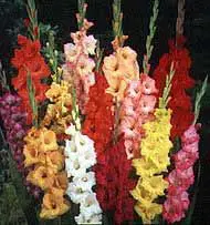 Photo of Gladiolus, Gladiolo ou Espadilla