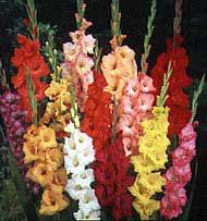 Photo of Gladiolus, Gladiolo ou Espadilla