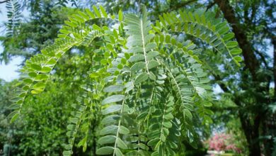 Photo of Gleditsia, Acácia Negra ou Tricórnio Acácia cuidados