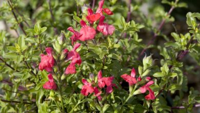 Photo of Graham Salvia Mallow