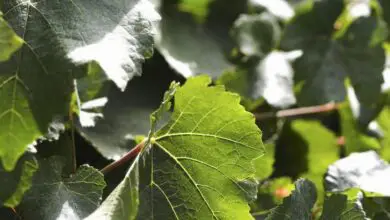 Photo of Grape Ivy Plants – Como cuidar de uma planta de hera de uva