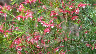 Photo of Grevillea Clearview David ou Grevillea Plant Care