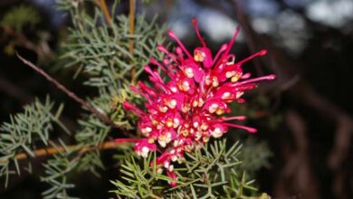 Photo of Grevillea georgeana Grevillea georgeana