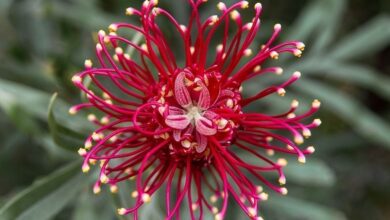Photo of Grevilleas cultivadas em contentores: cuidar das plantas Grevillea dentro de casa