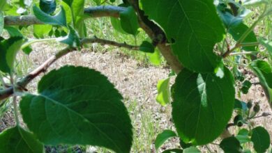 Photo of Growing Apple Trees: O Guia Completo de Plantio, Cultivo e Colheita de Maçãs