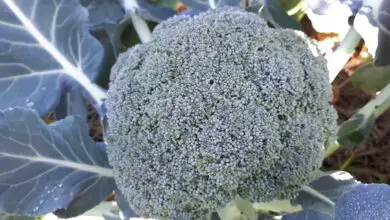 Photo of Growing Broccoli: O Guia Completo de Plantio, Cultivo e Colheita de Brócolos
