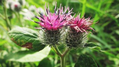 Photo of Growing Burdock : O Guia Completo de Plantação, Cultivo e Colheita de Bardana